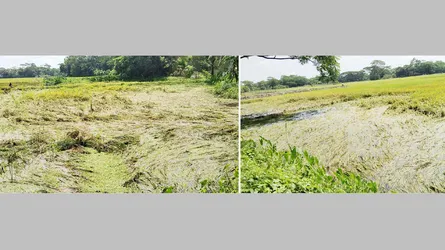 বরিশালে টানা বৃষ্টি ও জোয়ারে আমন ধানের ব্যাপক ক্ষতি
