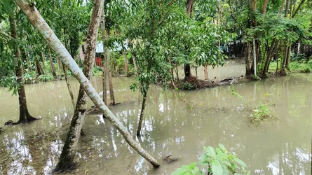 টানা বর্ষণে বেতাগী পৌরসভা ও নিম্নাঞ্চলে পানিবন্দি শতাধিক পরিবার