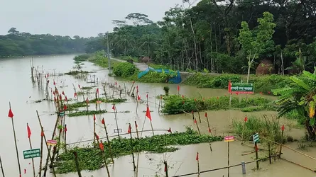 বেতাগীতে মা মাছ রক্ষায় মুক্ত জলাশয়ে অভয়াশ্রম প্রকল্প, বেড়েছে দেশীয় মাছ
