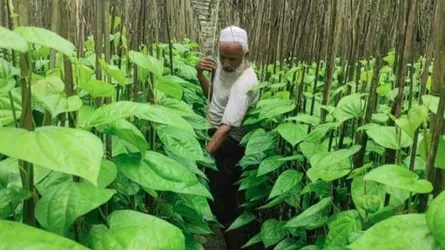 পান রফতানিতে প্রত্যয়ন শর্ত বাতিল