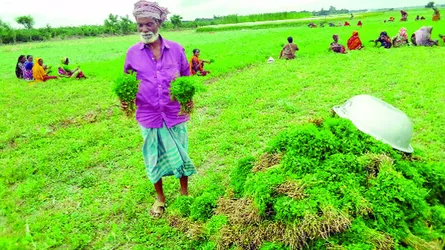 পদ্মার চরের ধনিয়া পাতা যাচ্ছে বিভিন্ন জেলায়
