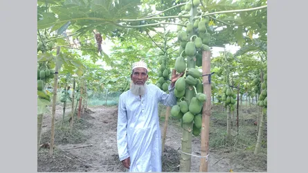 ফরিদপুরের ভাঙ্গায় পেঁপে চাষে স্বাবলম্বী কৃষক নিজাম উদ্দিন