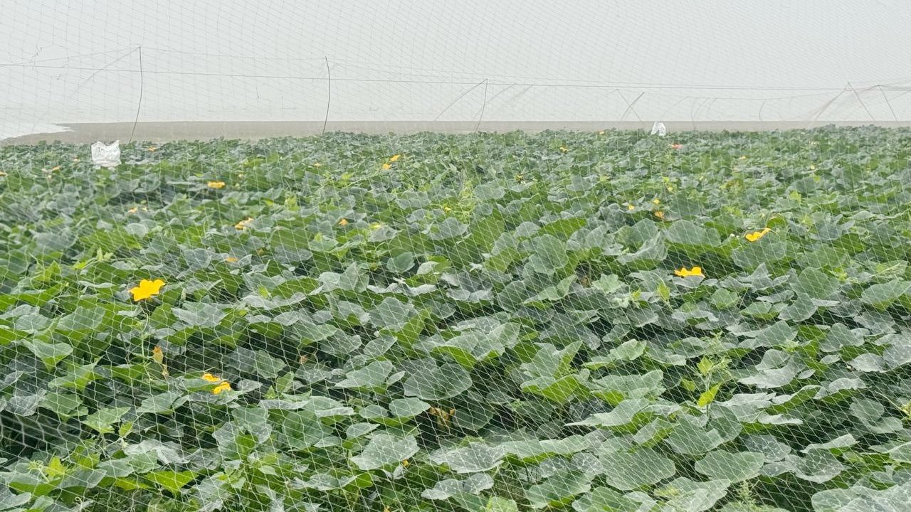 Bhola-Agriculture