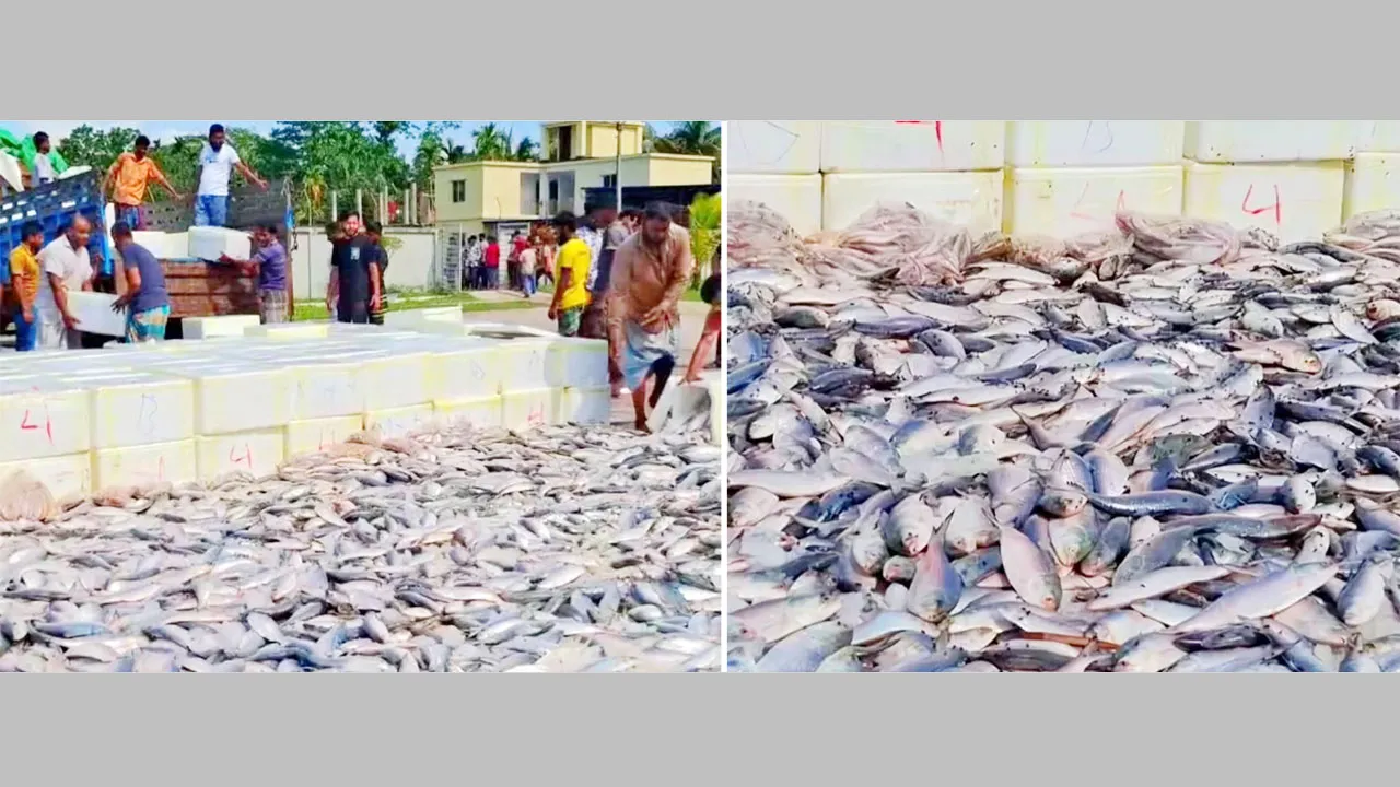 চরফ্যাসনে ২ কোটি টাকার ইলিশ জব্দ, ব্যবসায়ীদের ক্ষোভ