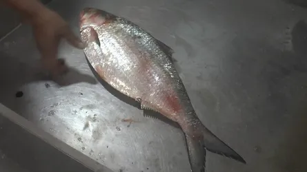 ধরা পড়লো আড়াই কেজি ওজনের রাজা ইলিশ : আড়তে বিক্রি হলো যত টাকায়