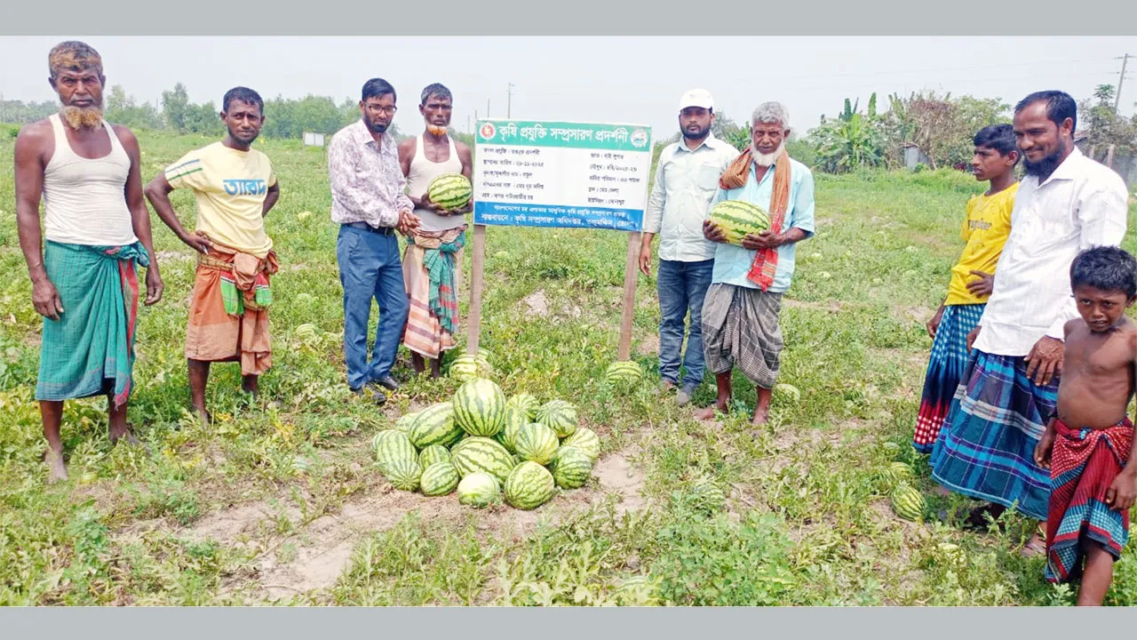তজুমদ্দিনে পতিত জমিতে তরমুজের বাম্পার ফলন, কৃষকের মুখে হাসি