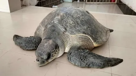 ভোলায় বিরল প্রজাতির কচ্ছপ উদ্ধার