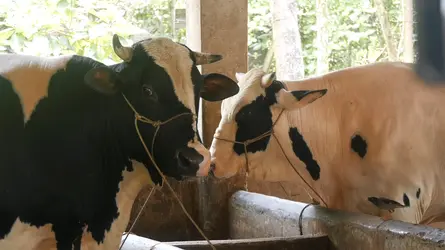ভোলায় ঈদে হাট কাঁপাবে ‘কালাচান’ ও ‘সাদাচান’
