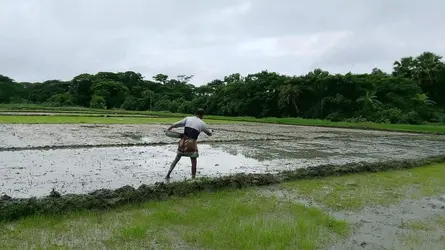 জলাবদ্ধতায় কৃষকের ১৩৮০ হেক্টর জমির সবজি ও আমনের বীজতলা নষ্ট