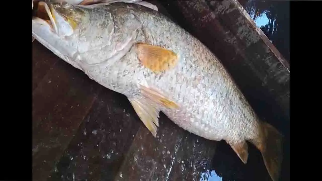 মেঘনায় জেলের জালে ১৬ কেজির কোরাল, নিলামে বিক্রি ২৪ হাজার টাকায়