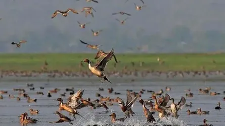 দেশে অতিথি পাখি এক-তৃতীয়াংশ কমেছে