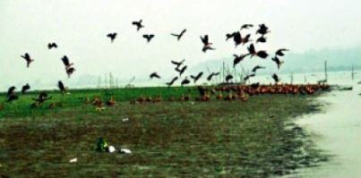 Bishkhali