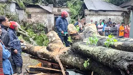 গাবতলীতে গাছচাপায় ঘুমন্ত পান ব্যবসায়ীর মৃত্যু