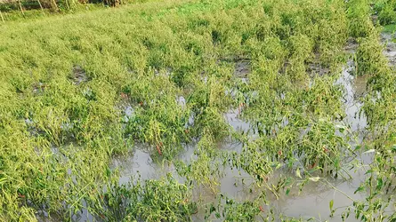 বেতাগীতে টানাবর্ষণে কৃষি ফসলের ব্যাপক ক্ষতি