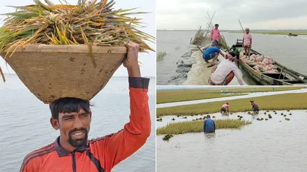সুনামগঞ্জে বোরো ফসল ডুবছে, কৃষকের দুর্দশা