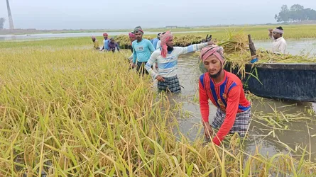 উজানের ঢলে পোরশায় তলিয়ে গেল বোরো ধান