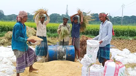 কালীগঞ্জে বোরো ধানের বাম্পার ফলনে কৃষিতে নতুন সম্ভাবনা