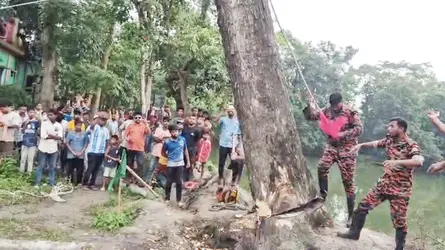 কৌতুহল থেকে কুসংস্কার : প্রশাসনের অভিযানে কড়ই গাছ নিয়ে বিভ্রান্তির অবসান