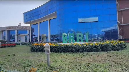 ধান গবেষণায় পদোন্নতি প্রক্রিয়া স্থগিত, মানদণ্ড নির্ধারণে নতুন সিদ্ধান্ত