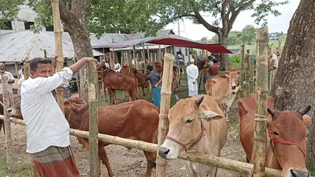 বুড়িচংয়ে অবৈধ পশুর হাট নিয়ন্ত্রণে প্রভাবশালী চক্র, ক্ষতিগ্রস্ত সরকারি রাজস্ব