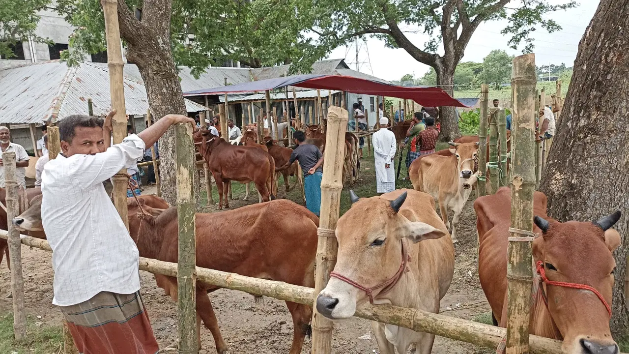 বুড়িচংয়ে অবৈধ পশুর হাট নিয়ন্ত্রণে প্রভাবশালী চক্র, ক্ষতিগ্রস্ত সরকারি রাজস্ব