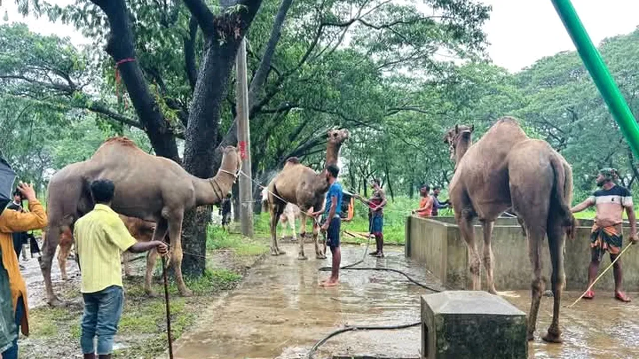 চট্টগ্রামে পশুর হাটে নজর কাড়ছে কোটি টাকার উট