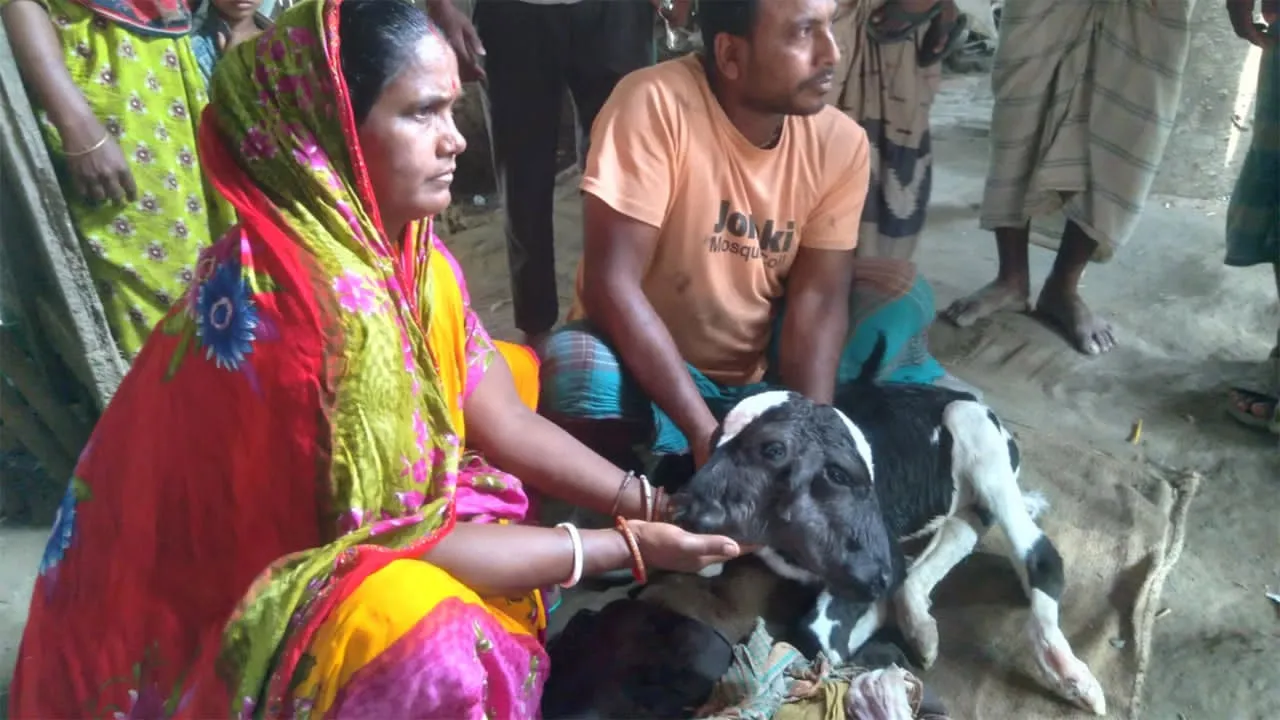 দুর্গাপুরে অদ্ভুত গঠন নিয়ে জন্মেছে গাভীর বাছুর, উৎসুক জনতার ভিড়