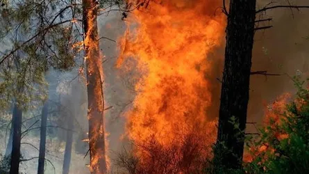 জলবায়ু পরিবর্তনে কানাডার দাবানলের ঝুঁকি দ্বিগুণ বেড়েছে