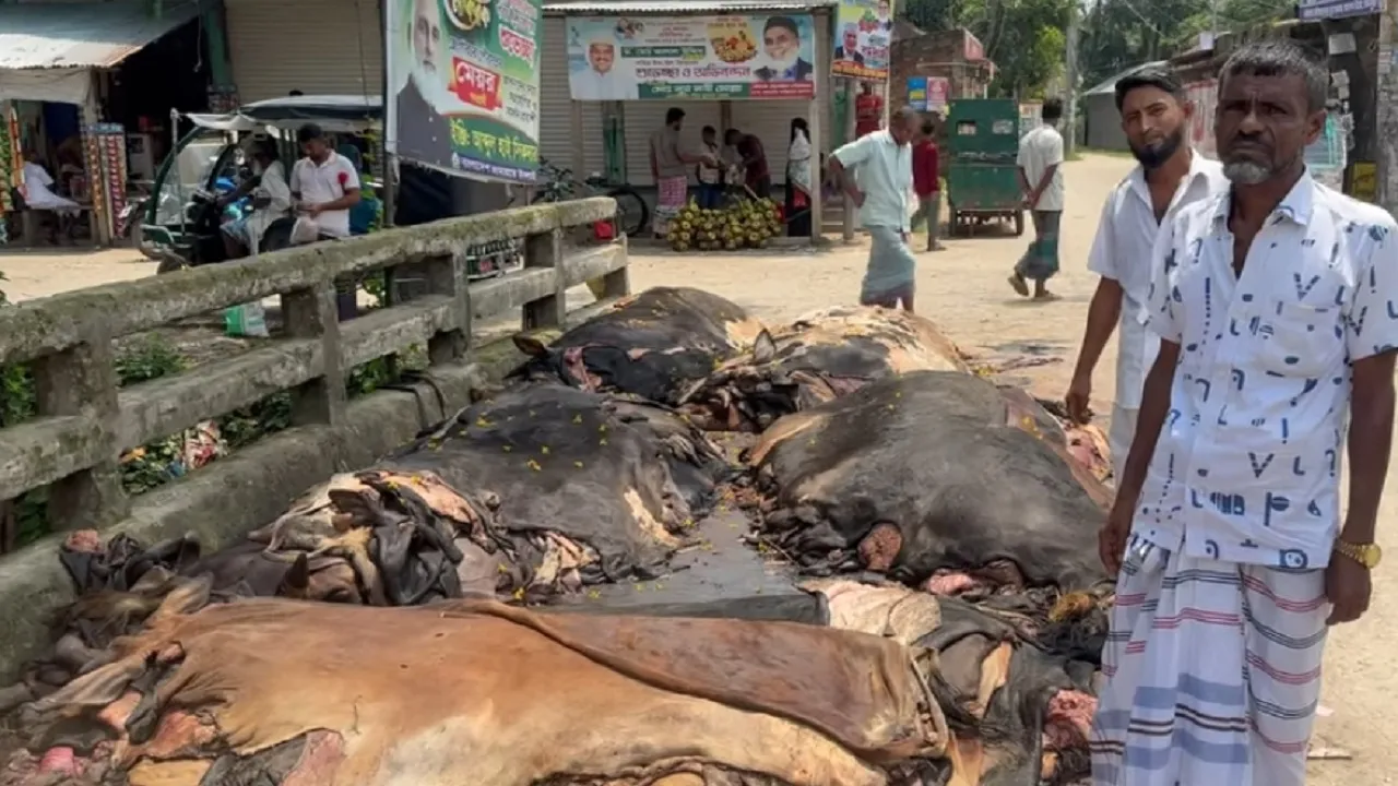 কোরবানির চামড়া ‘পানির দরে’ বিক্রি, বিপাকে মতলবের মৌসুমি ব্যবসায়ীরা