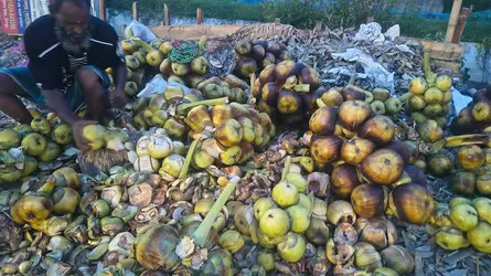 তীব্র গরমে বেড়েছে তালের শাঁসের চাহিদা