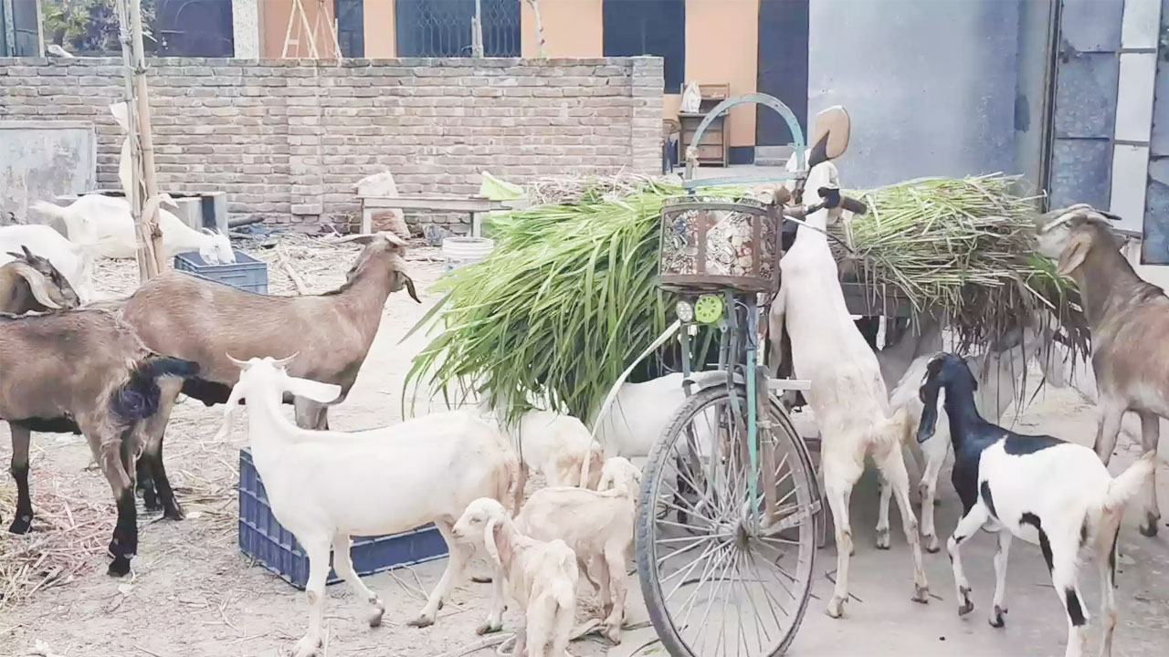 Chapainababganj-Animal222