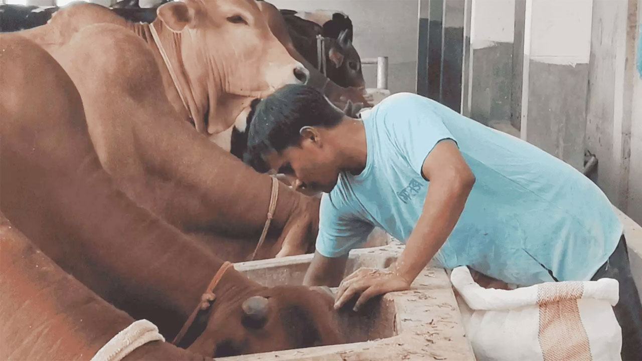 Chapainababganj-Animal333
