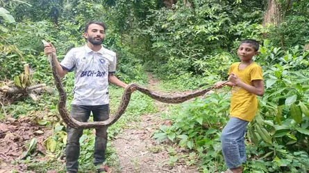 বোয়ালখালীতে ১২ ফুট লম্বা বার্মিজ অজগর উদ্ধার