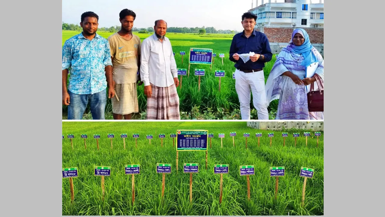 হাটহাজারীতে ‘রাইস গার্ডেন’ স্থাপন, সাড়া ফেলেছে কৃষকদের মাঝে