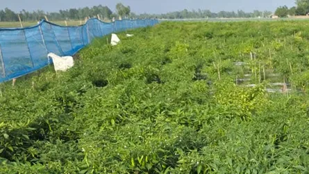 জয়পুরহাটে বিজলী টুয়েন্টি-টুয়েন্টি জাতের মরিচ চাষে কৃষকের সাফল্য