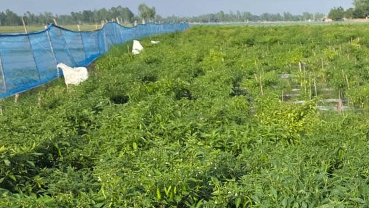জয়পুরহাটে বিজলী টুয়েন্টি-টুয়েন্টি জাতের মরিচ চাষে কৃষকের সাফল্য