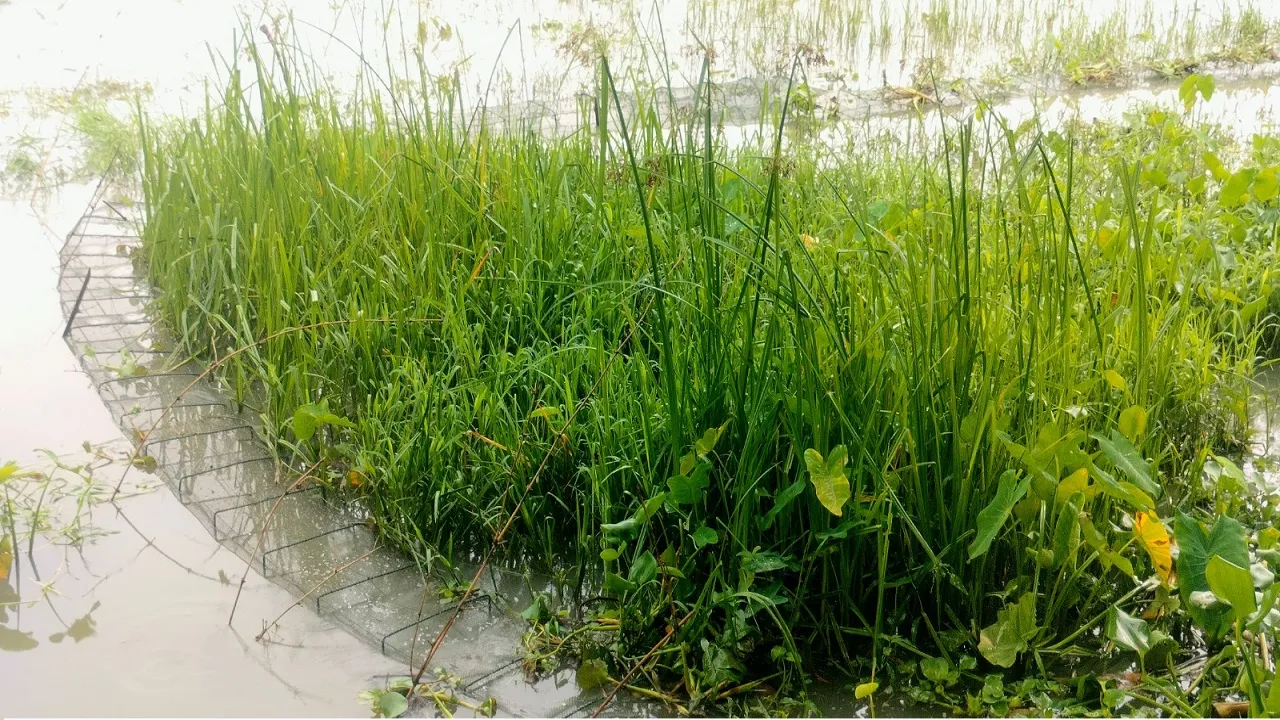 নিষিদ্ধ চায়না দুয়ারী জালে সয়লাব ঝালকাঠির প্রত্যন্ত এলাকার খাল-বিল