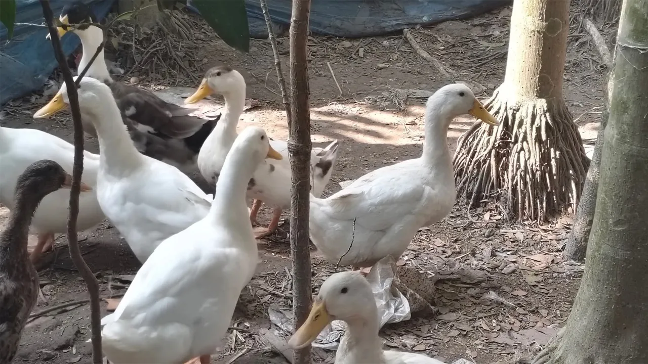 চরফ্যাশনে বাড়ছে বেইজিং জাতের হাঁস পালন