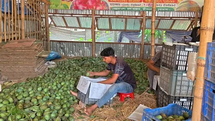 চুয়াডাঙ্গার আমের বাজারে দরপতন, লোকসানের শঙ্কায় চাষিরা