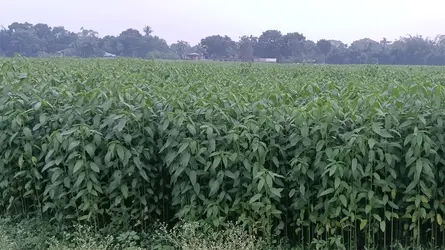 চুয়াডাঙ্গায় লক্ষ্যমাত্রা ছাড়িয়েছে পাটের আবাদ, উৎপাদন খরচ ও পানি সংকট