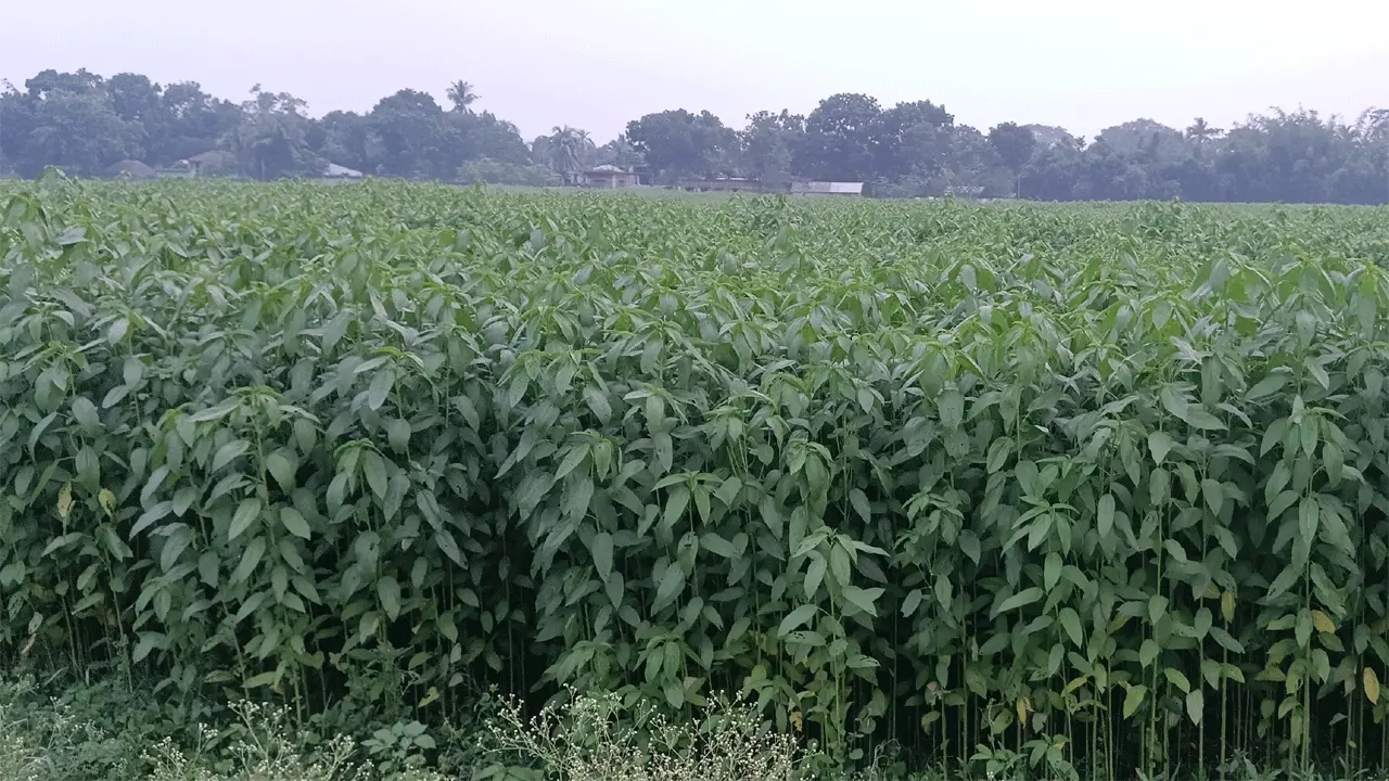 চুয়াডাঙ্গায় লক্ষ্যমাত্রা ছাড়িয়েছে পাটের আবাদ, উৎপাদন খরচ ও পানি সংকট