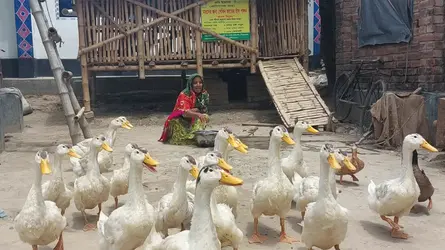 চুয়াডাঙ্গায় পেকিন জাতের হাঁস পালন করে স্বাবলম্বী হচ্ছে খামারীরা
