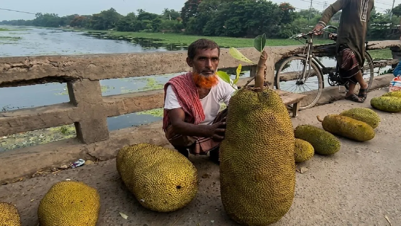 চুয়াডাঙ্গায় এক মণ ওজনের বিশালাকৃতির কাঁঠাল বিক্রি