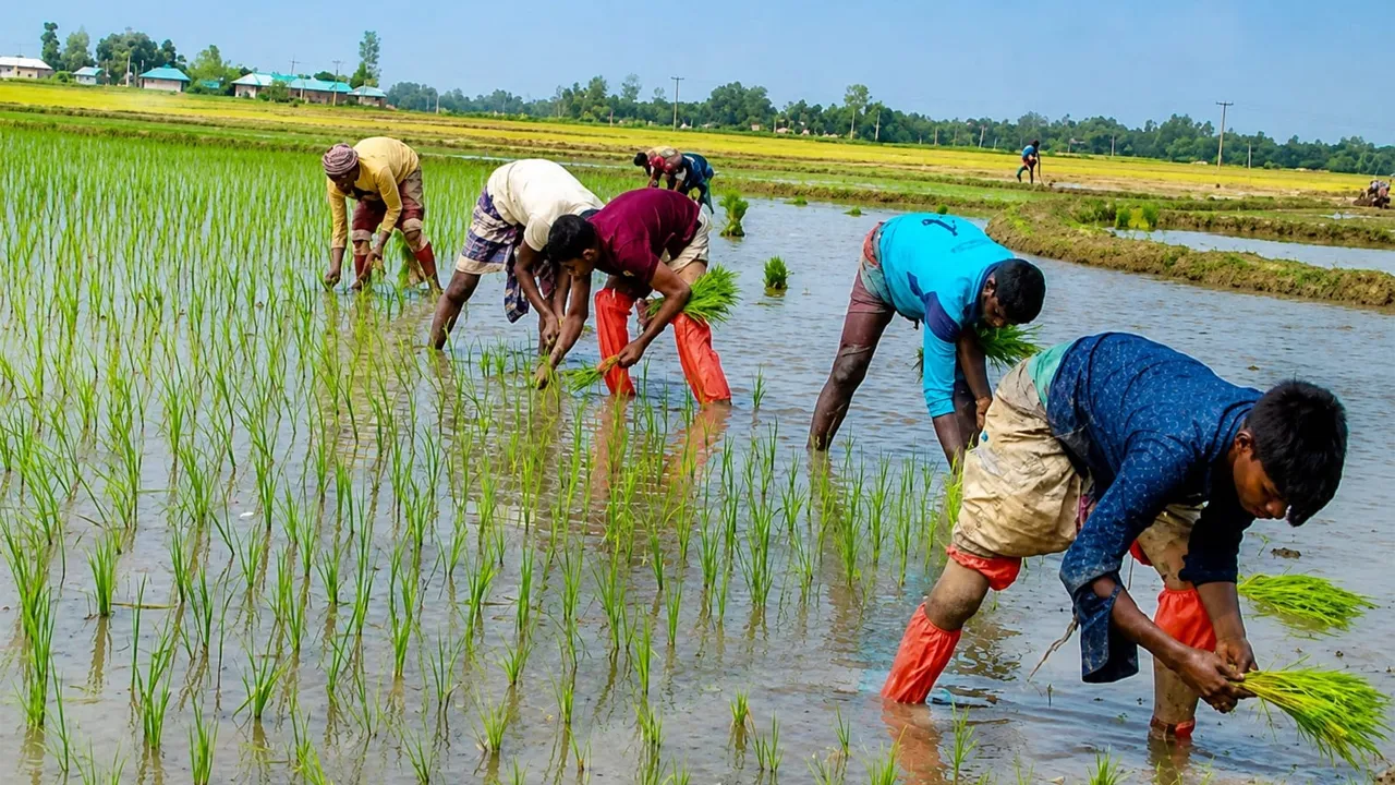 চুয়াডাঙ্গায় রোপা আমন চাষে ব্যস্ত কৃষকরা, তবুও লোকসানের আশঙ্কা