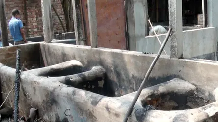 সাঘাটায় ফার্মে অগ্নিকাণ্ডে ছয়টি গরু পুড়ে গেছে
