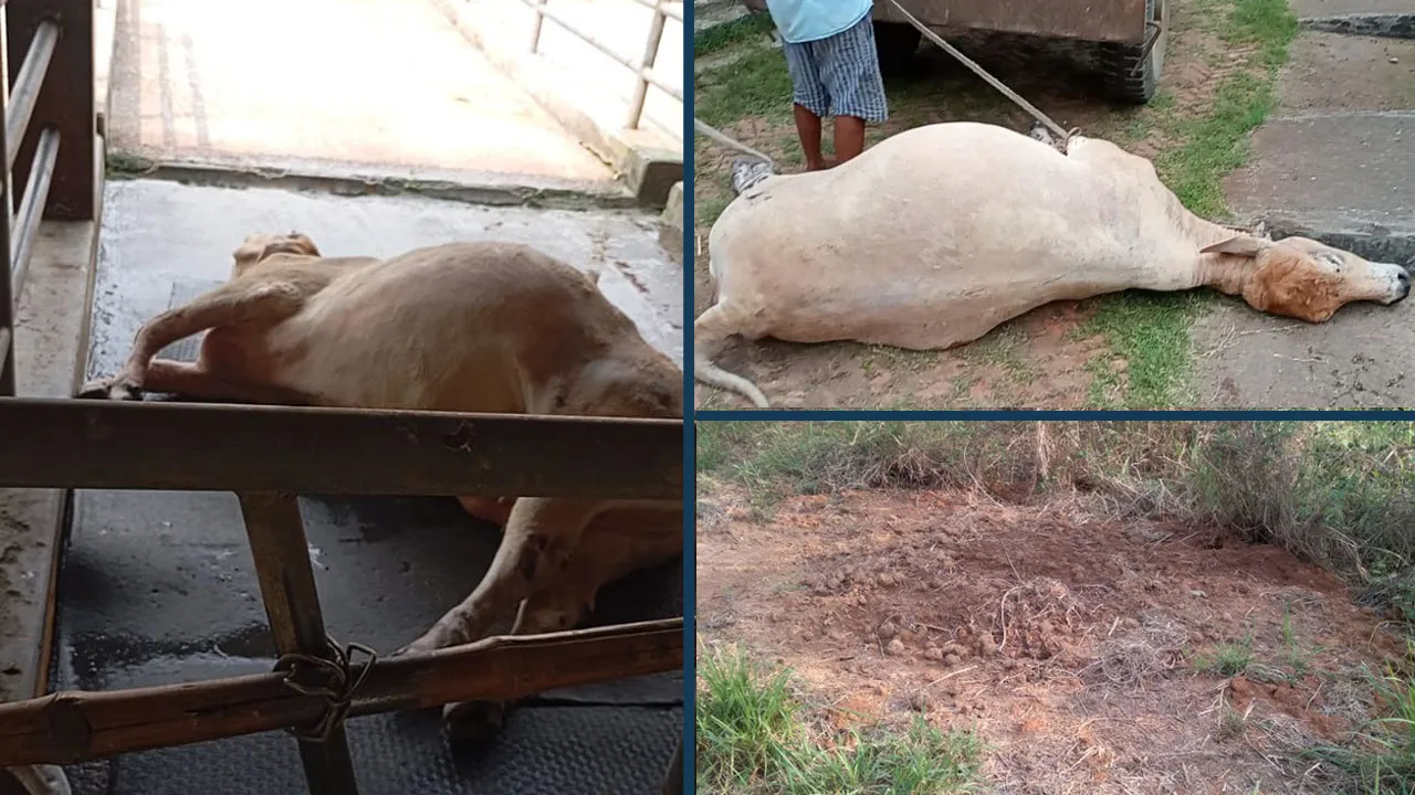 এবার অজানা রোগে আক্রান্ত বিএলআরআই’র গবেষণার গরু
