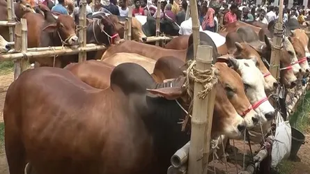 রেকর্ড ৩৩ লাখের বেশি কোরবানির পশু অবিক্রীত