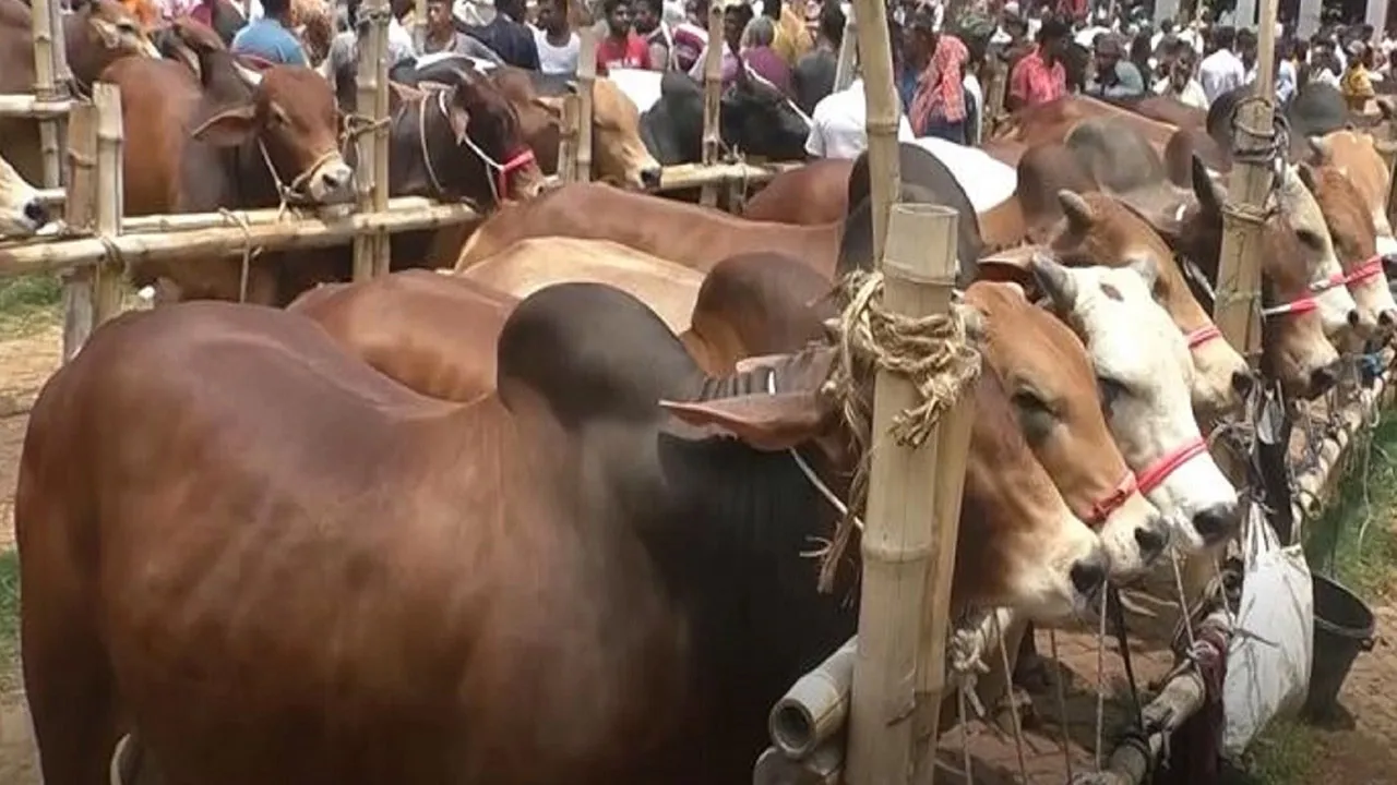 রেকর্ড ৩৩ লাখের বেশি কোরবানির পশু অবিক্রীত