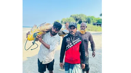 সেন্টমার্টিনের গণি, পোপা মাছে ধনী