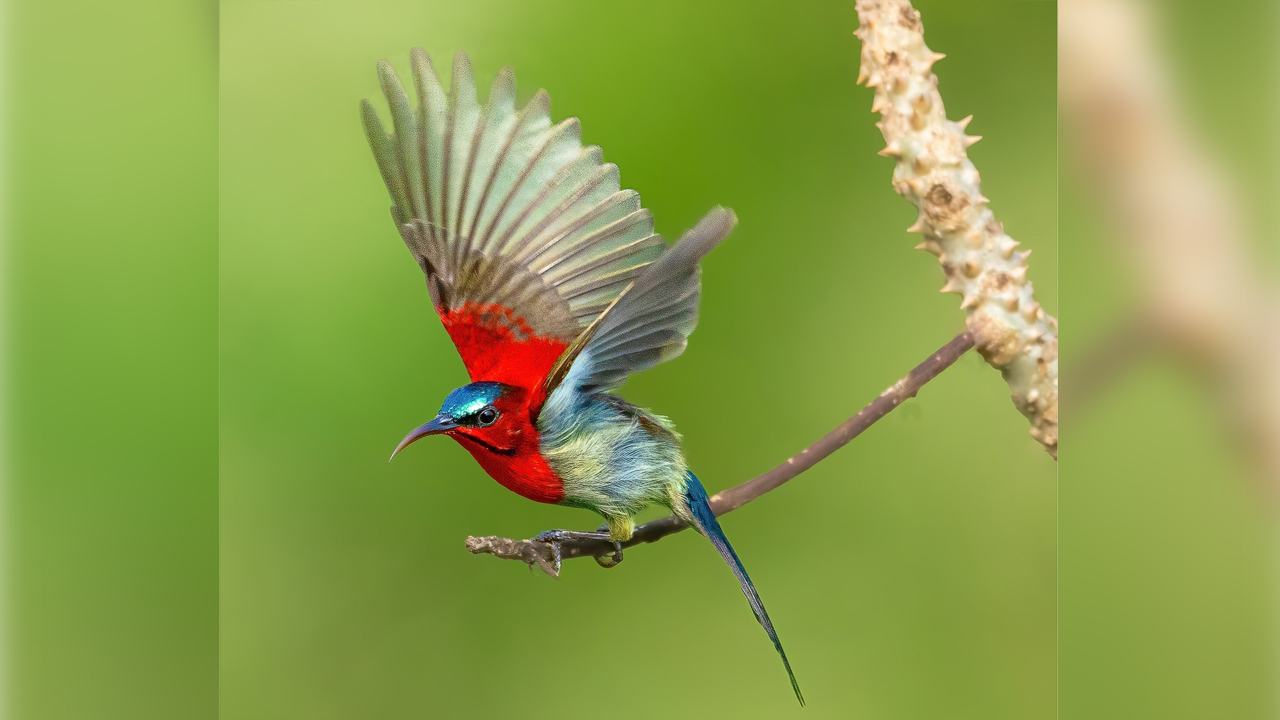 Crimson-Sunbird